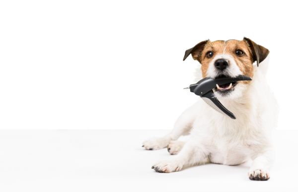 Dressage de chiens de chasse non loin de Cannes