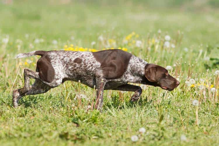 Dressage chiens Mougins