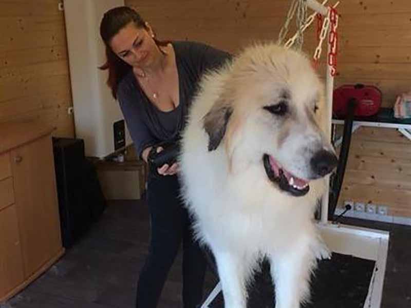 Pension pour chiens Mougins