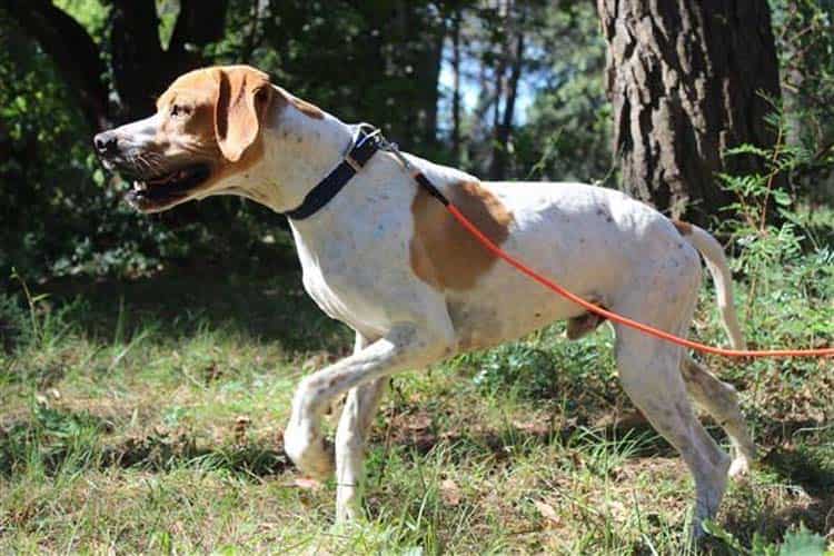 Dressage chiens Mougins