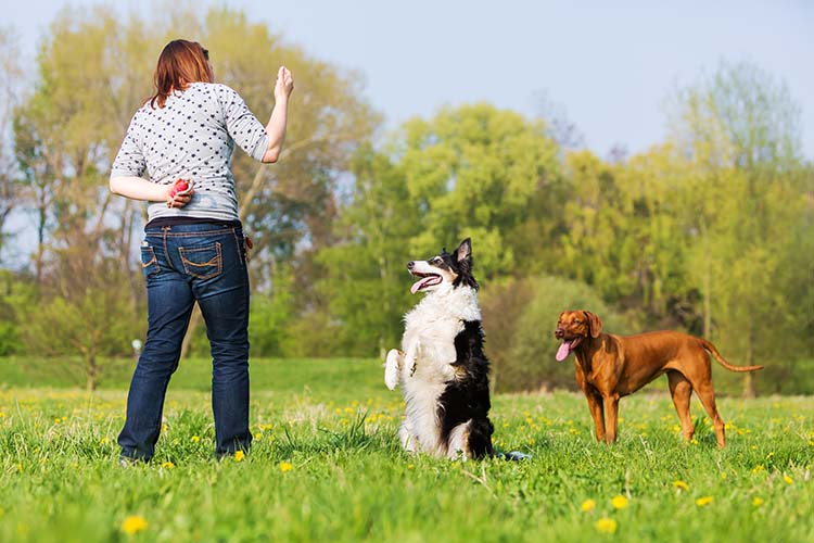 Dressage chiens Mougins