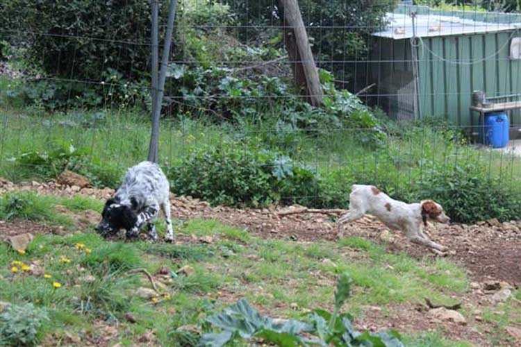 Pension pour chiens Pension pour chiens Mougins