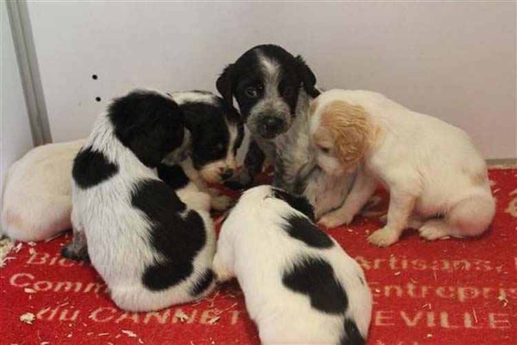 Reproduction de chiens Mougins