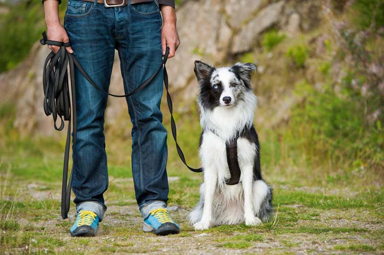 Dressage chiens Mougins